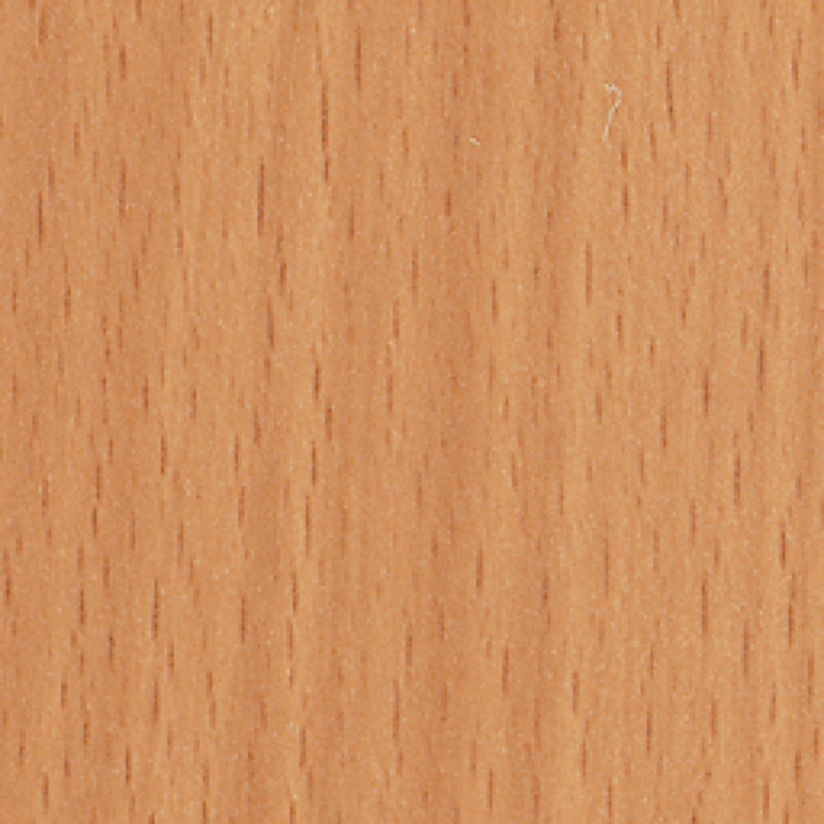 Bavarian Beech